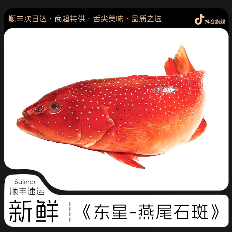 新鲜东星斑 年夜饭海鲜礼盒 鲜活生冻大石斑深海鱼东星斑红石斑鱼