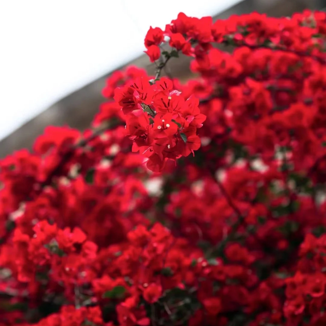 【中国红】三角梅四季可爬藤可垂丝勤花不带花阳台花卉