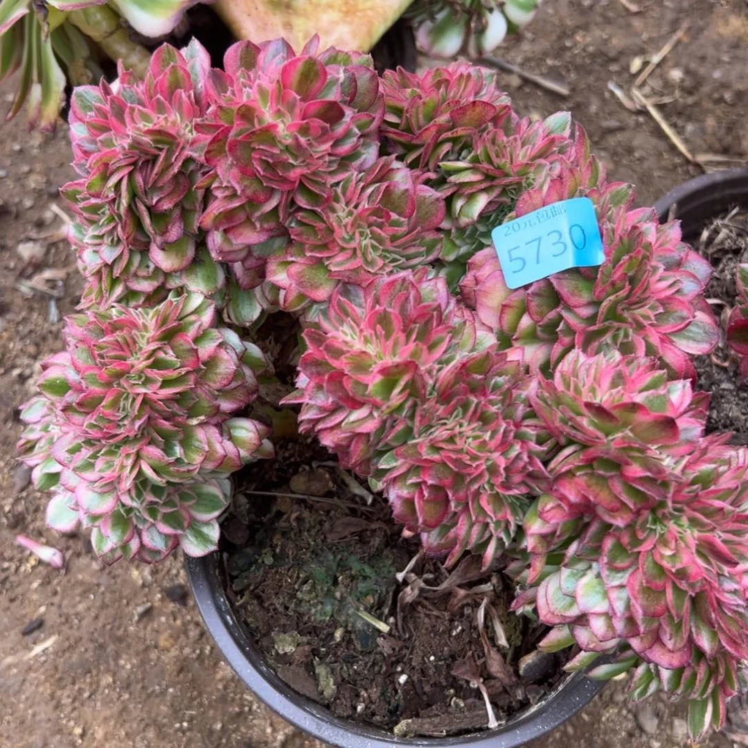 一****恋5730荔枝追多肉植物系