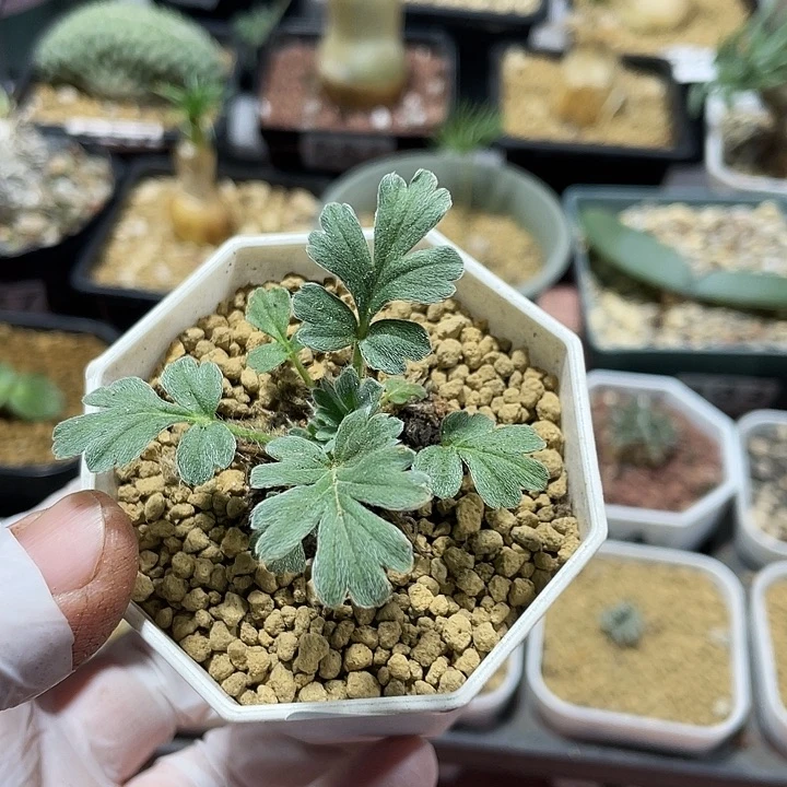 144粉白花杨葵块根