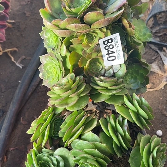 红*姐多肉植物两个