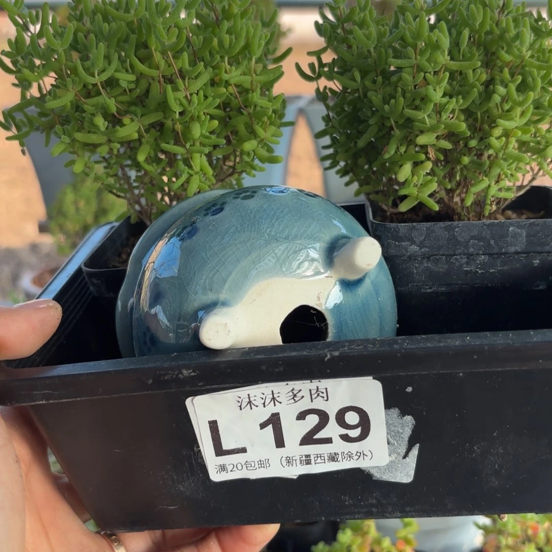 柠***桔129蜜橘和盆组合福利