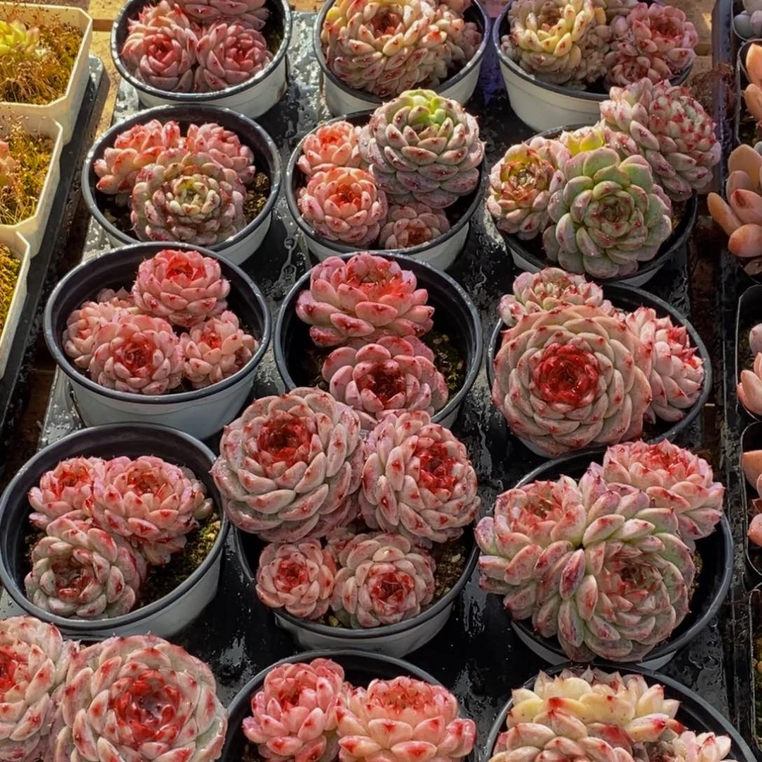 414多肉植物保护研究所所长的介绍