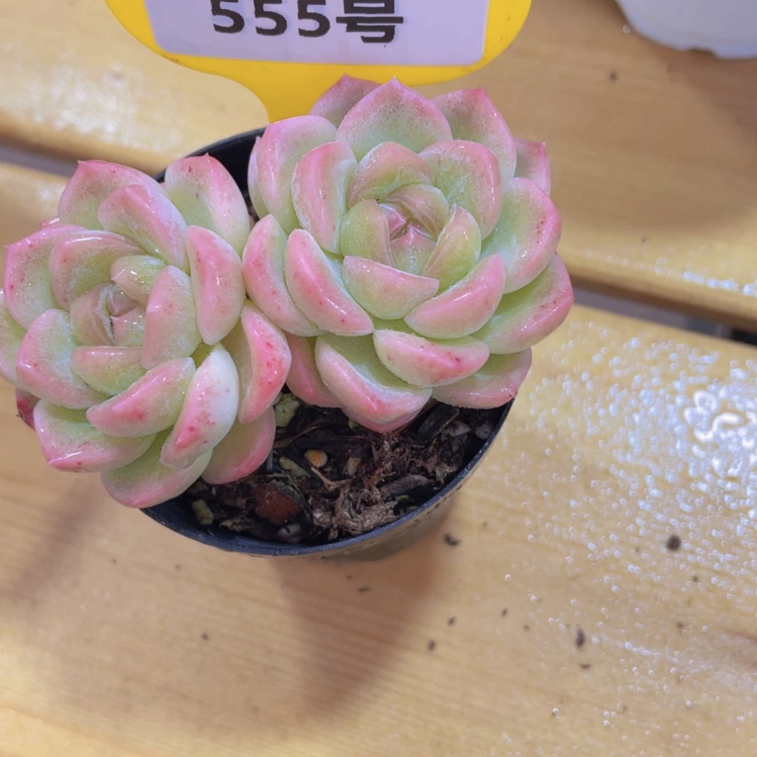 555号 糖心雪团子