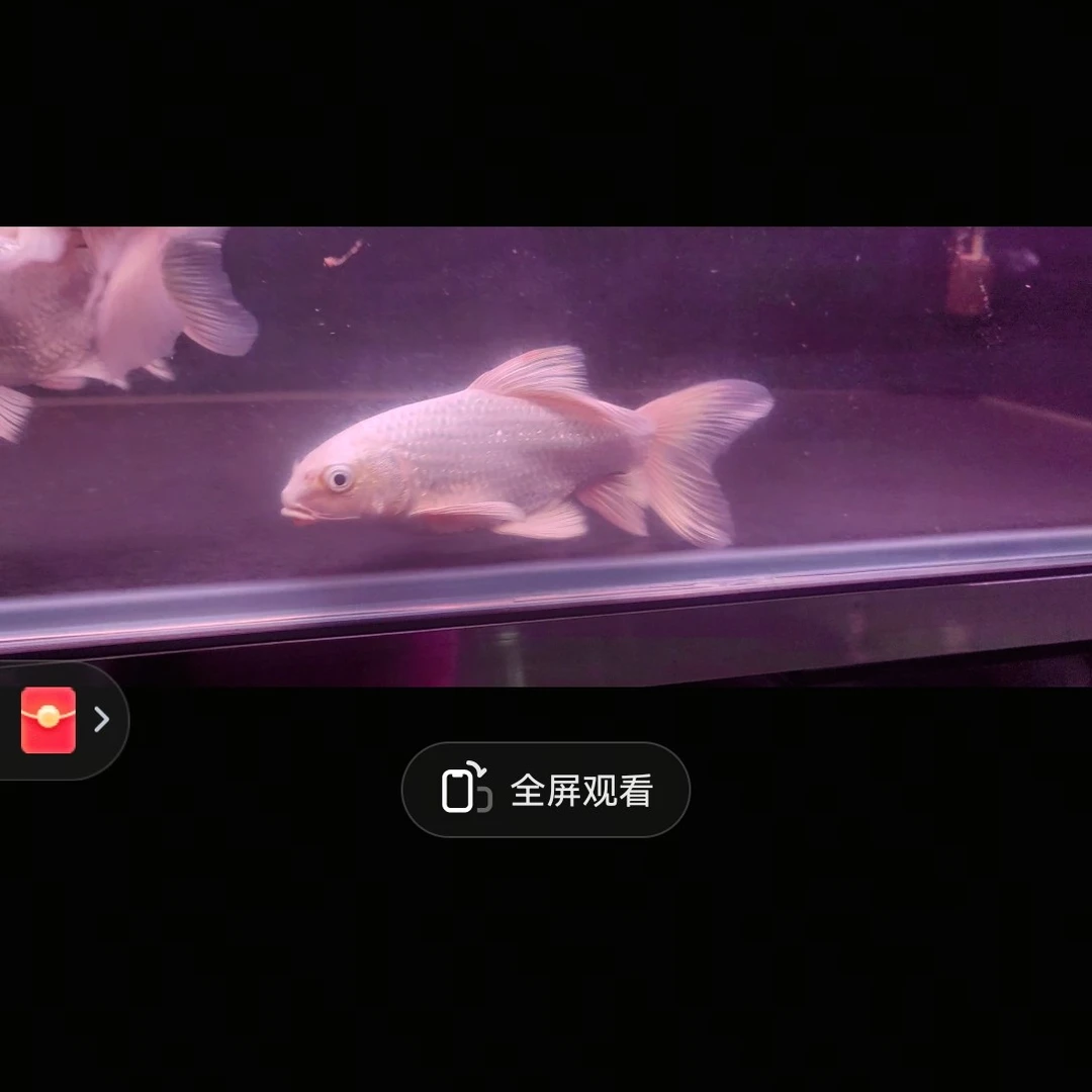 熊猫蝴蝶鲤观赏鱼顿嘴鹰嘴狮子头大鳍大尾巴普身球体直播鱼苗寸片