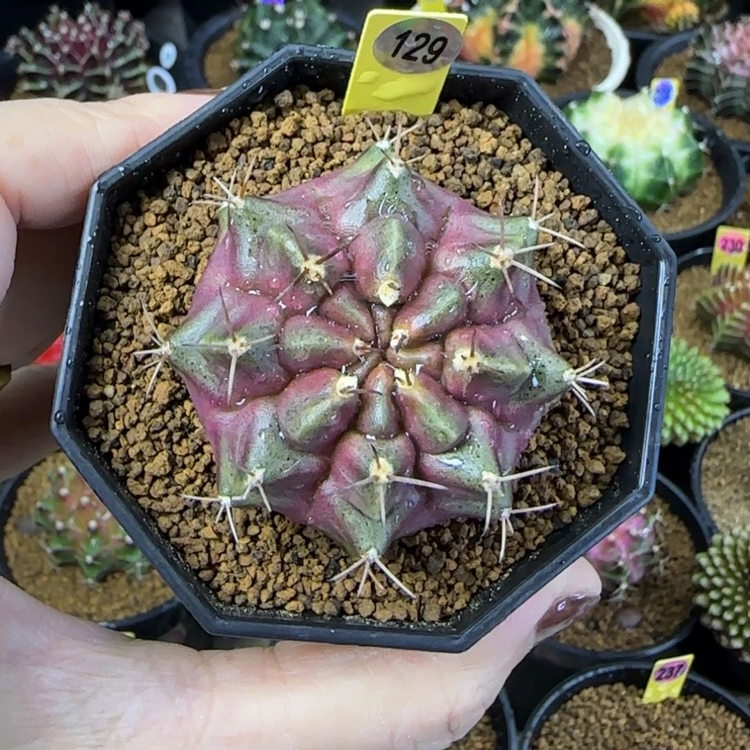 紫色星云侧芽，带盆土发货