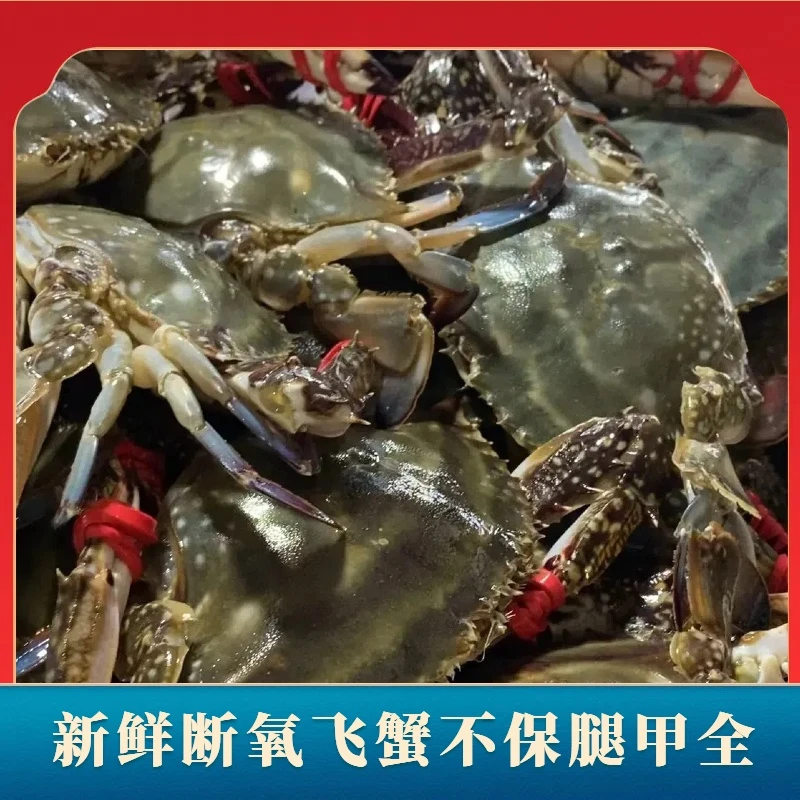 【断氧蟹】3斤起拍每只2-4两海蟹不保腿甲全【保鲜不保活】