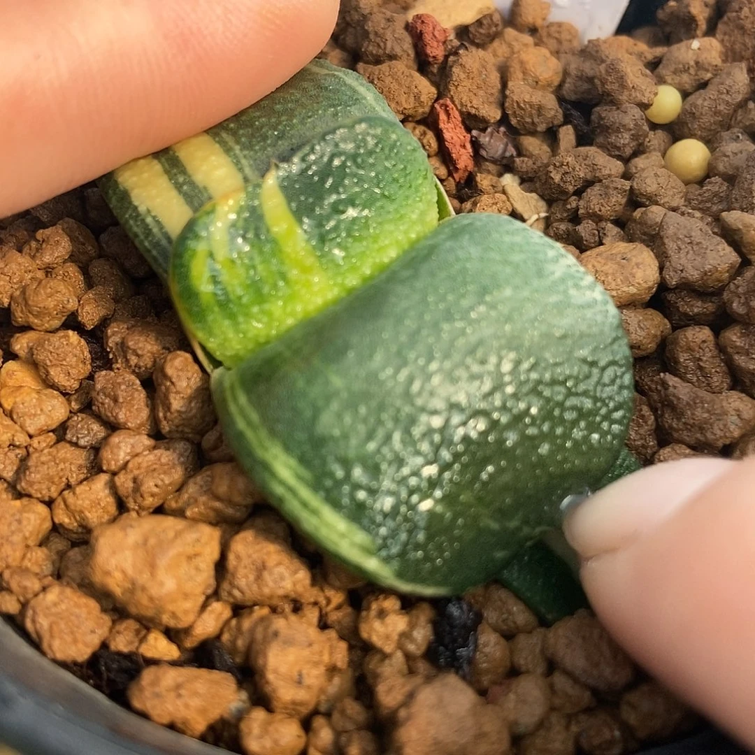 M42军配带盆发货12345