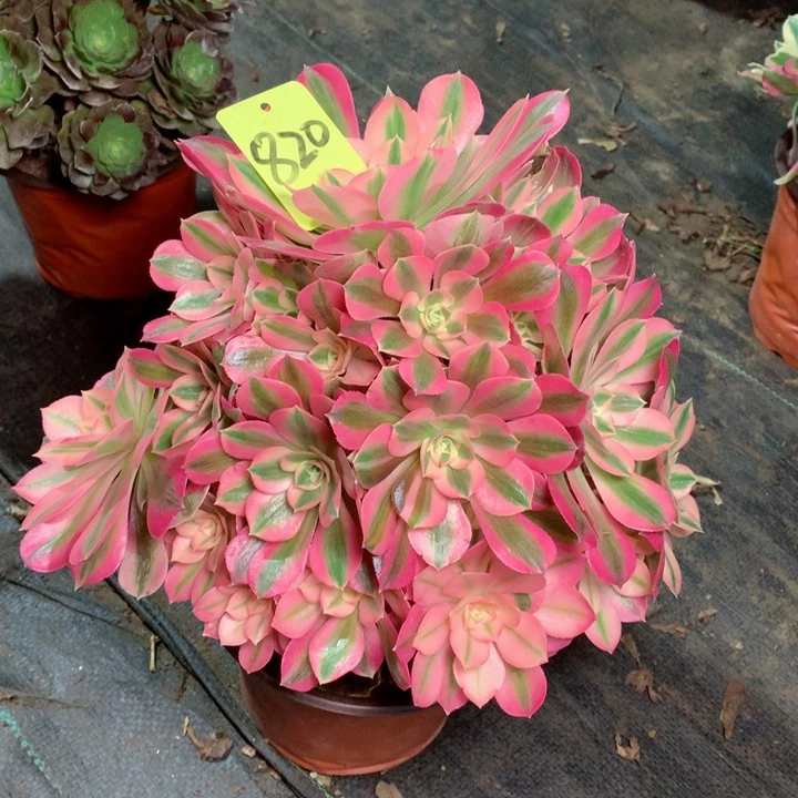 820粉女巫多肉111111