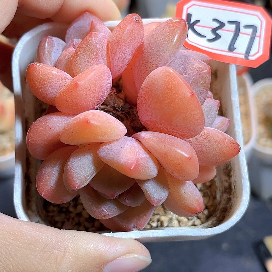 K377 橙梦露杂    满18包邮