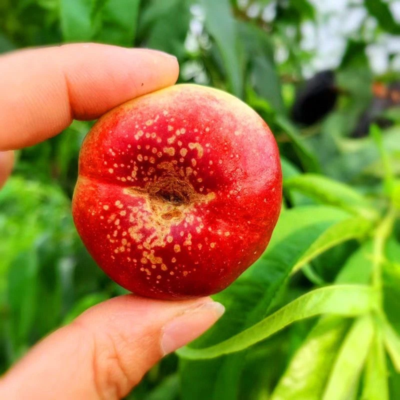 【顺丰包邮】山东蒙阴纽扣蟠桃脆甜新鲜孕妇水果当季应季现摘桃子