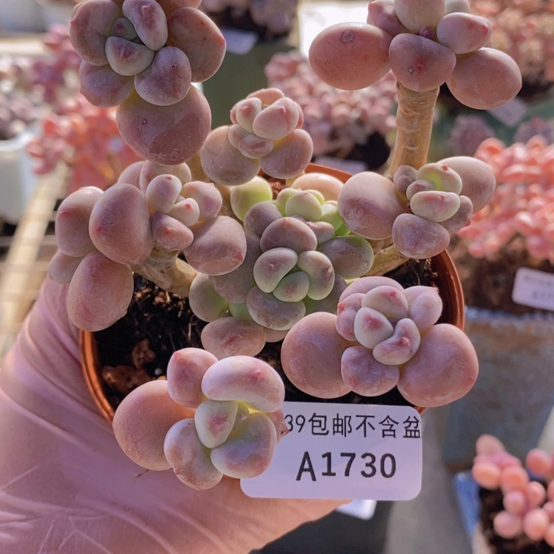 腰子洛神9cm1730多肉植物