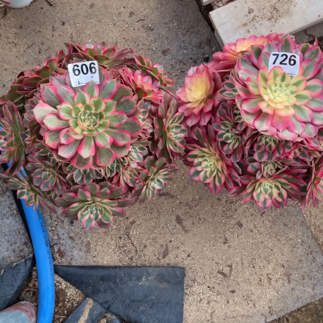 朱***朱606726云和倾城多肉植物保护