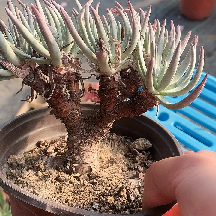 0001爱杜丽丝多肉植物