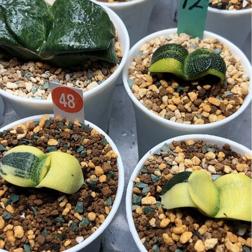 【闪购商品】卧牛锦4颗