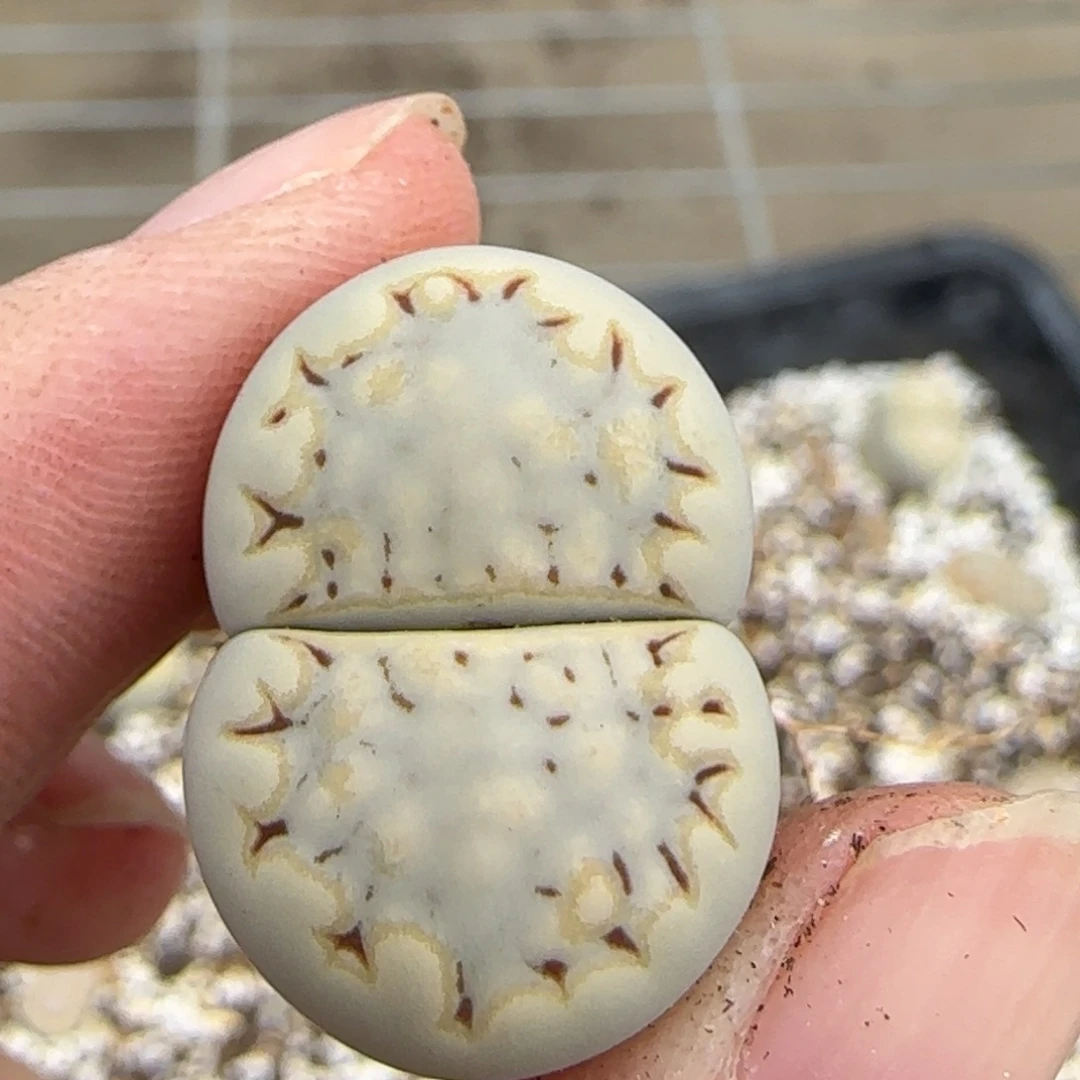 10.3辛然园艺c215黄金饼干母本2165