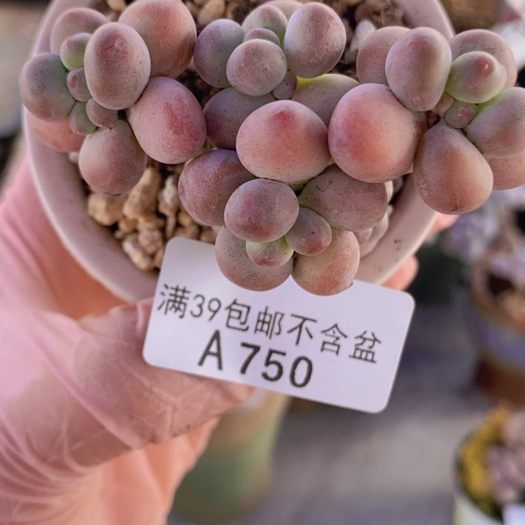 苹果奶6cm750多肉植物