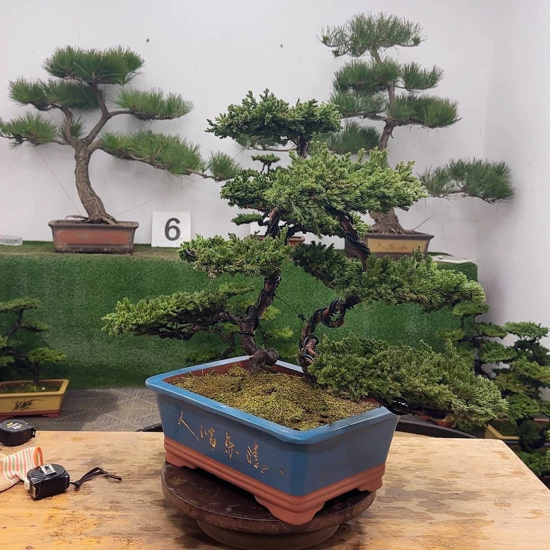 盆景盆景盆景盆景