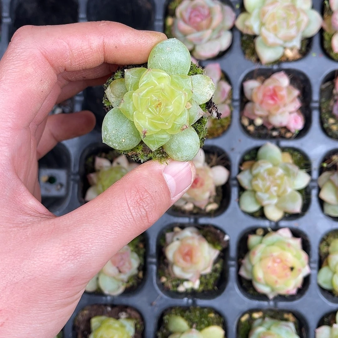 精品多肉一物一拍17-161