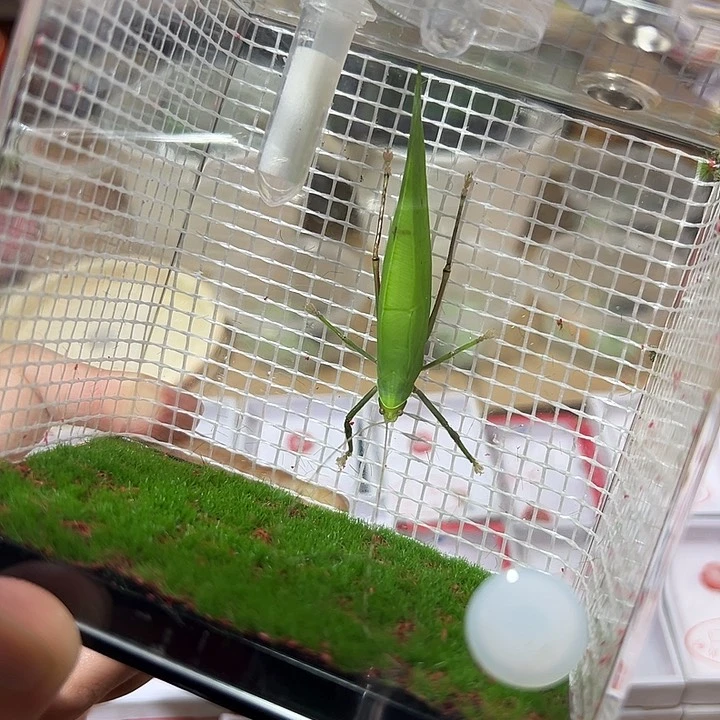 海南素背——断须———