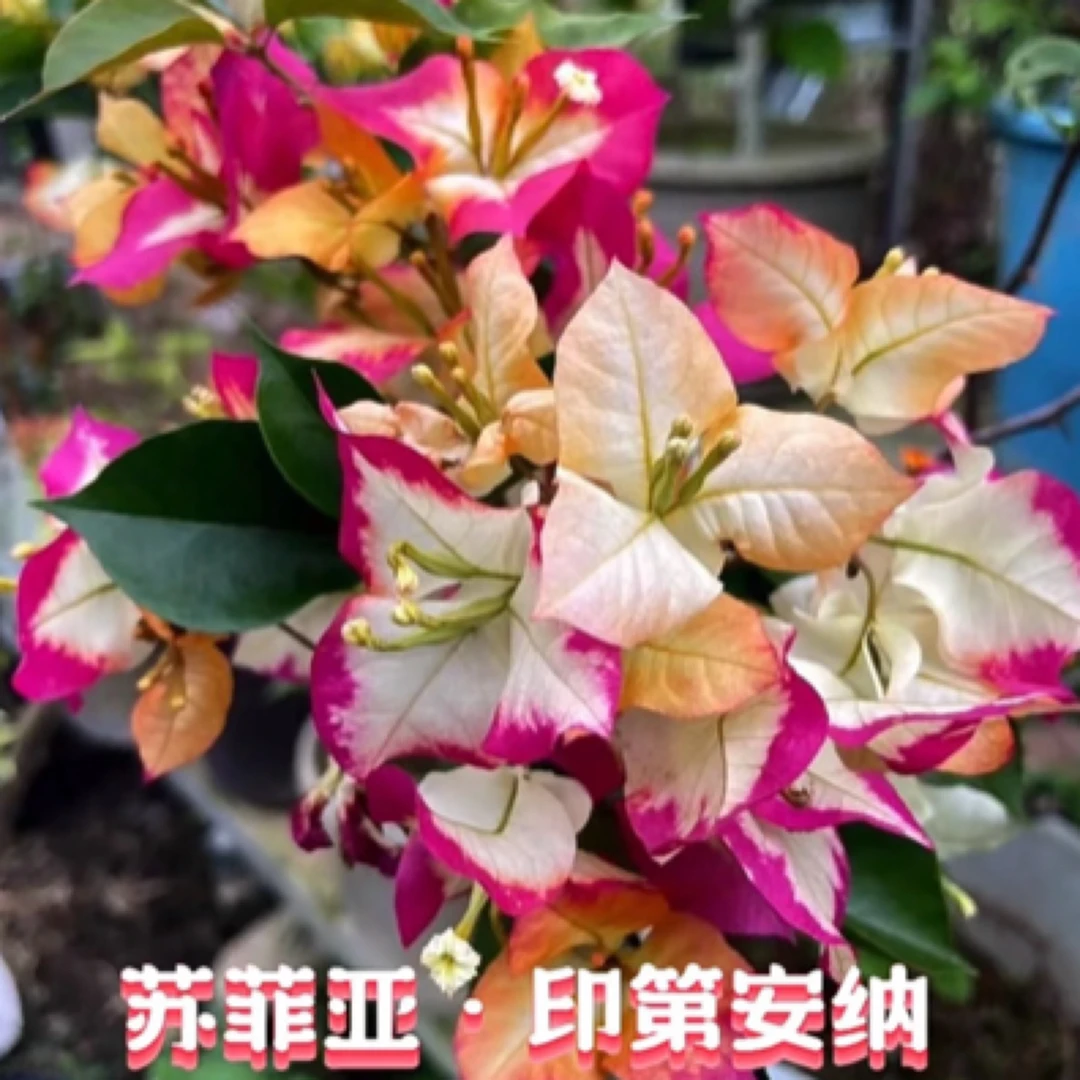 新品【苏菲亚】三角梅好养阳台勤花可爬藤可垂丝勤花不带花