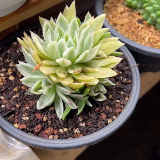 蝴蝶飞锦 白蜡东云锦