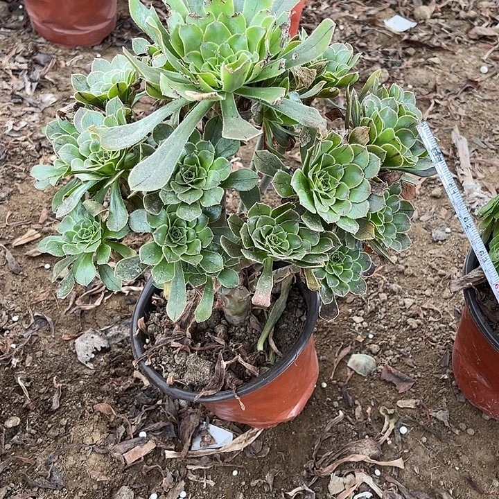 原玫瑰玫瑰玫瑰玫瑰