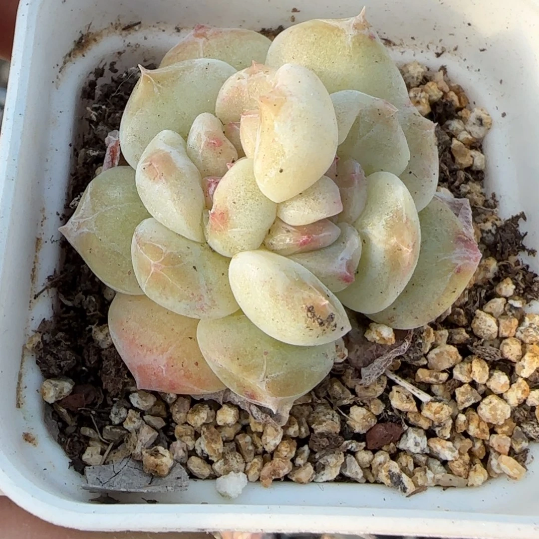 小卡拉米糖心一物一拍