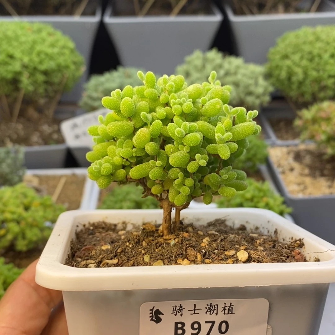 970金桔糖球枝干