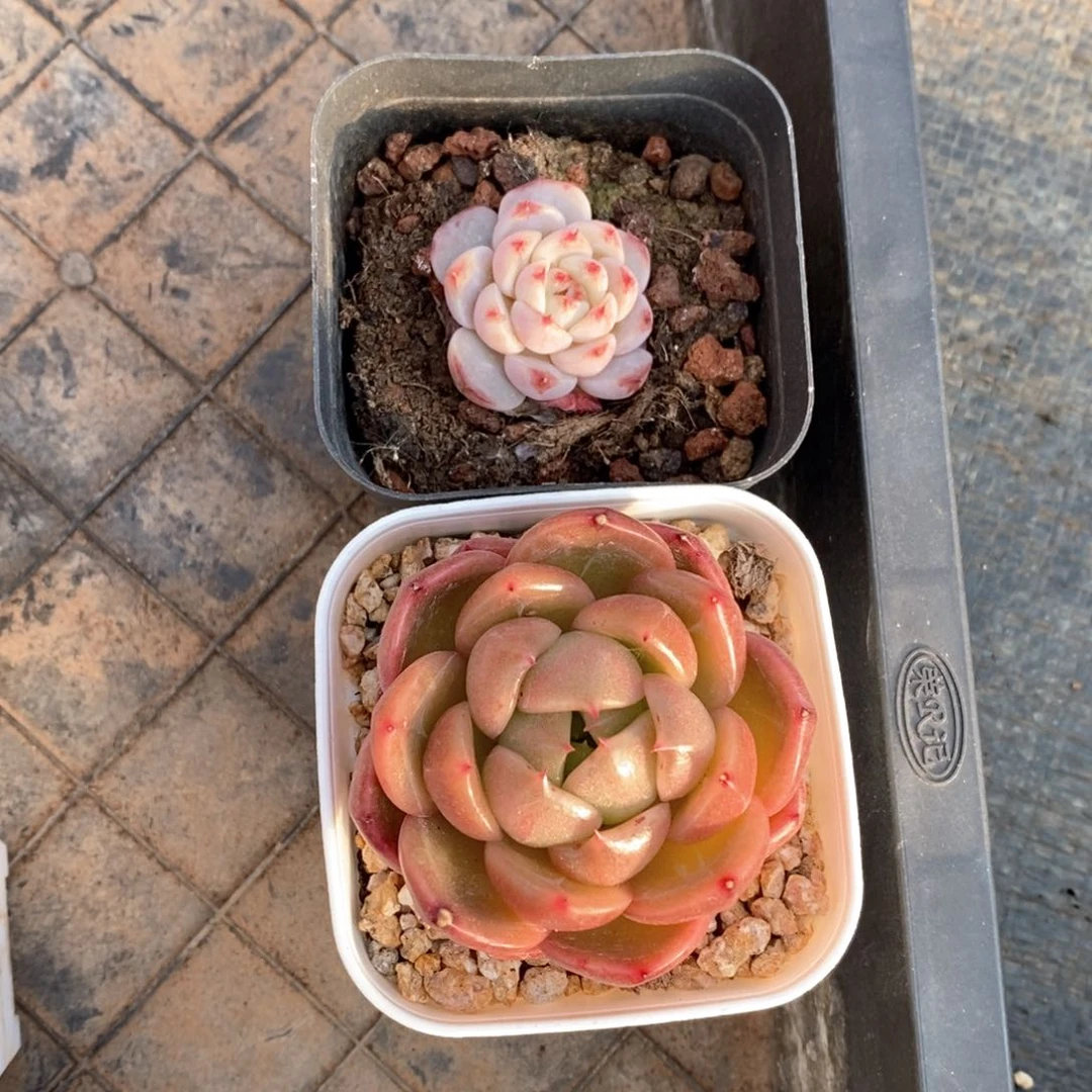 精品多肉一物一拍2