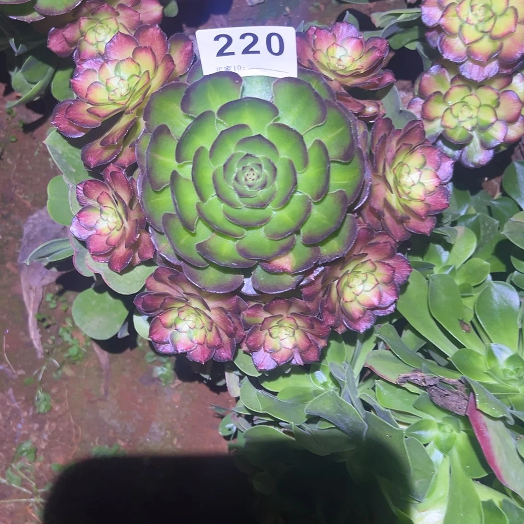 精品多肉植物220七彩