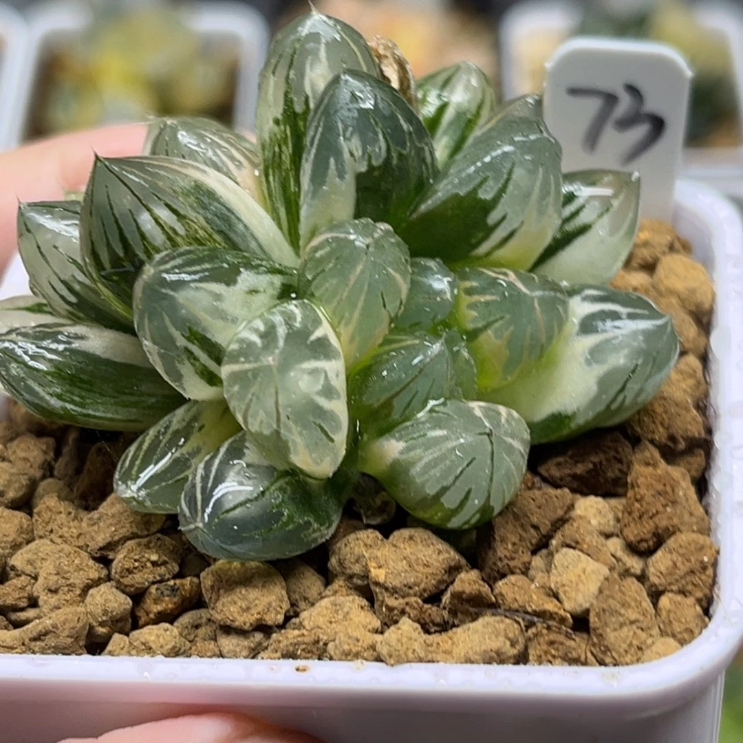 73双头龙爪玉露锦福利专场