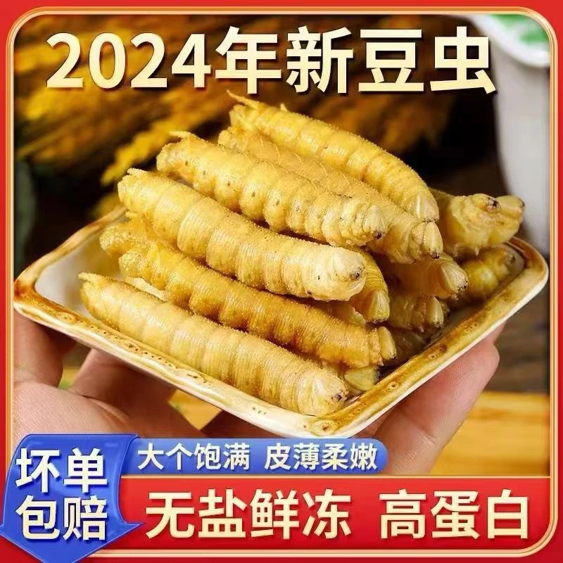 新鲜速冻豆虫豆丹冷冻豆青虫烧烤酒店油炸食材豆虫批发新货