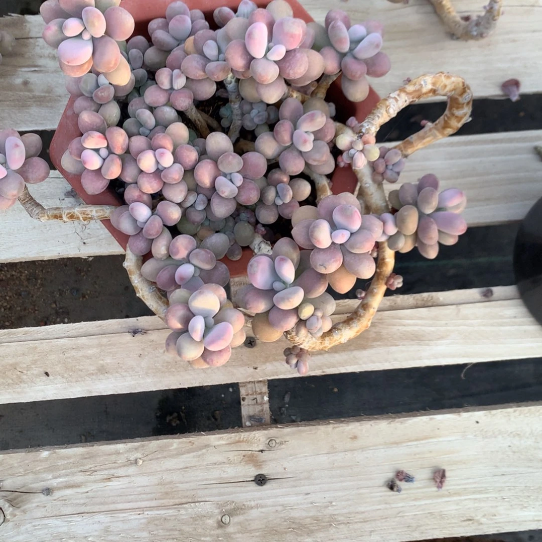 桃蛋老桩不带盆103号