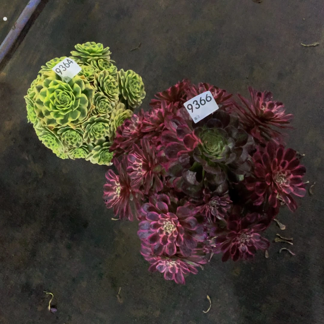 【闪购商品】A****9364。9366组合