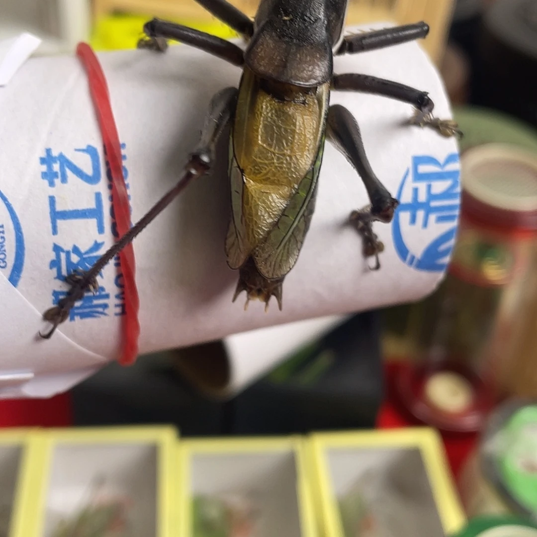 蝈蝈郝建伟铁蝈蝈一只