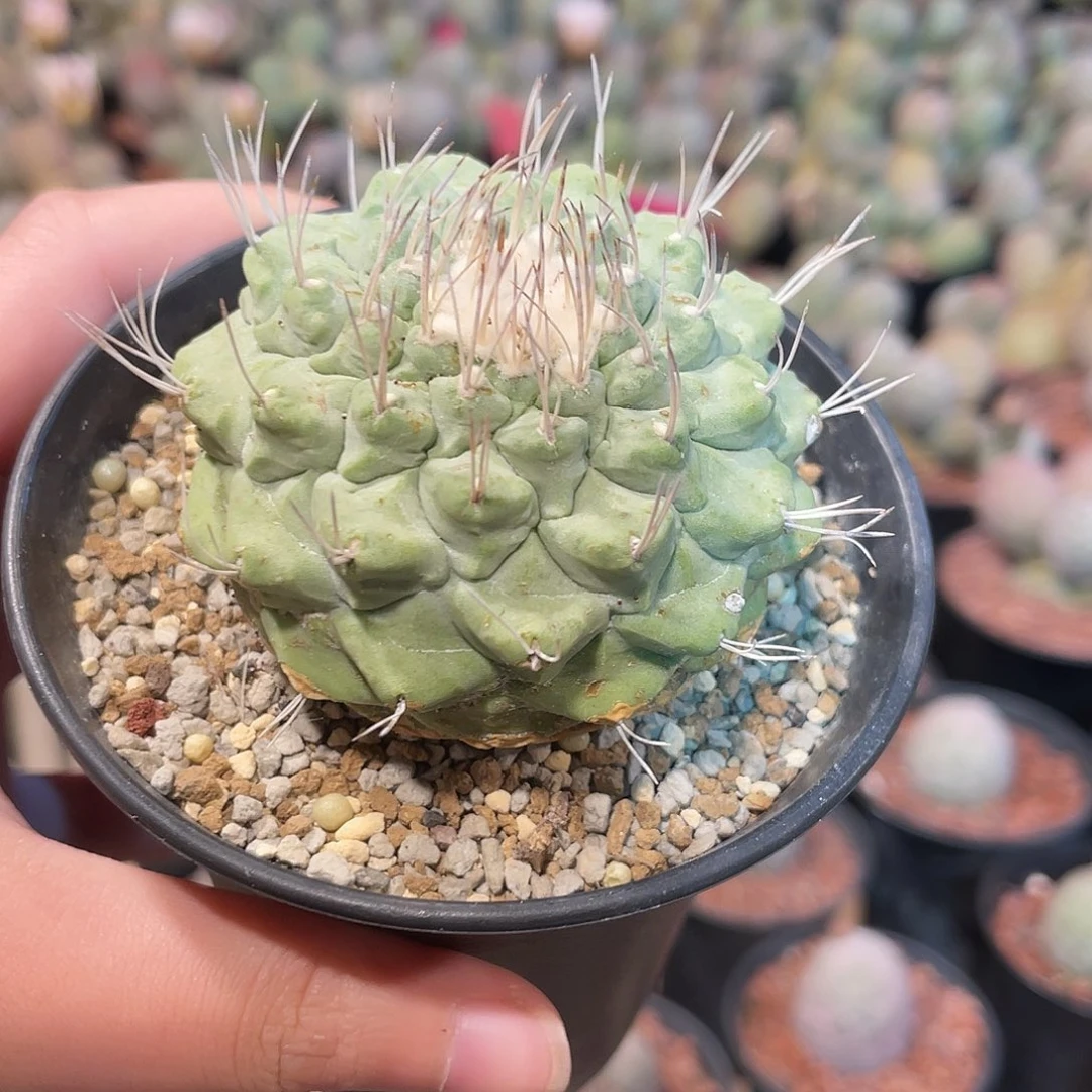 仙人球白花菊水一物一拍