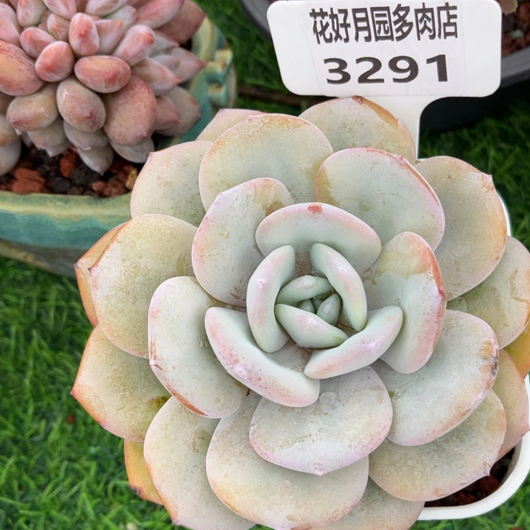 小***家多肉植物3291 一定要拍个冷链哦