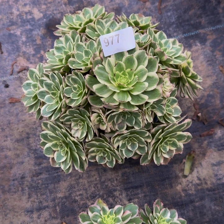 00000000977玉芙蓉