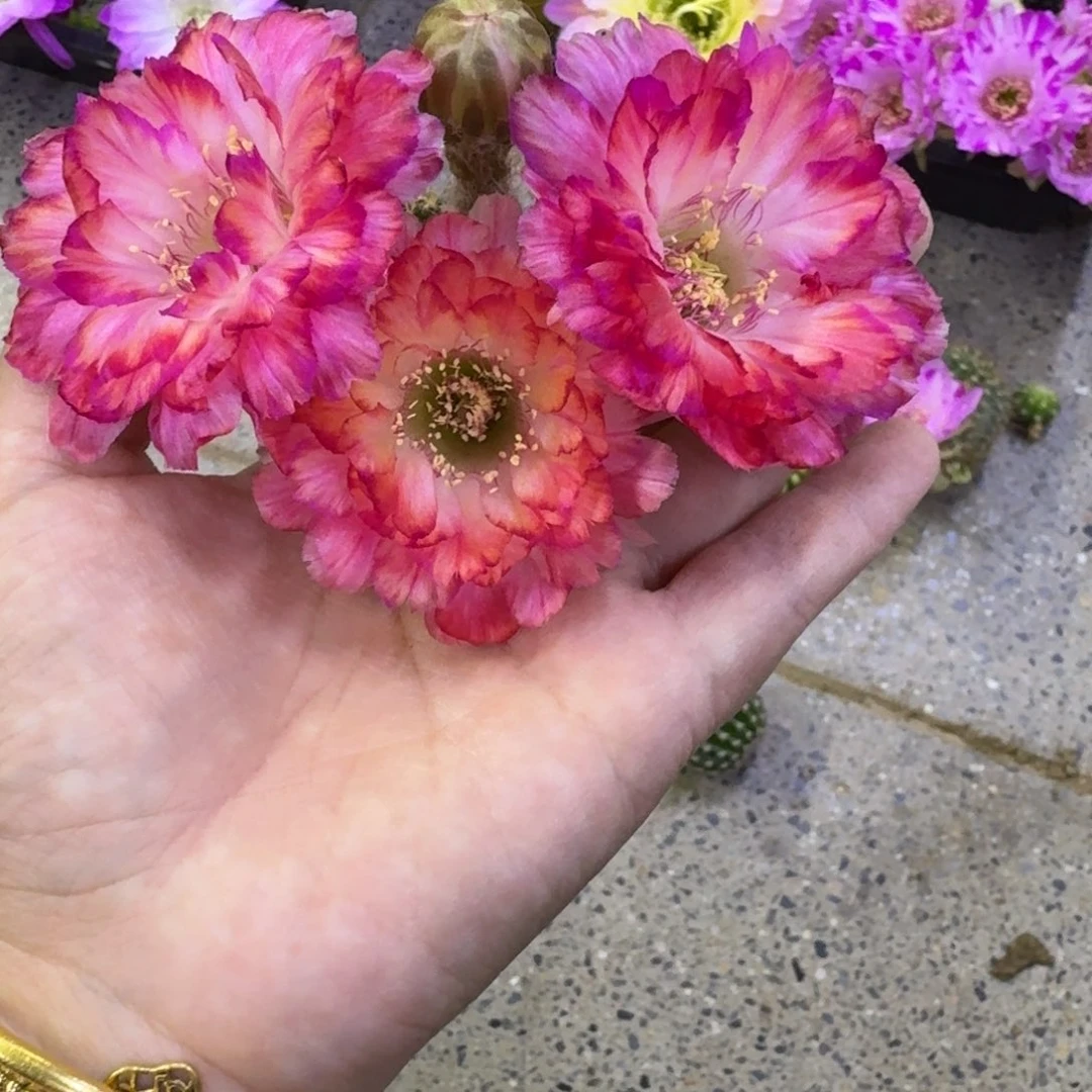 209丽花世界小姐歪无根侧牙3公分左右，20包邮