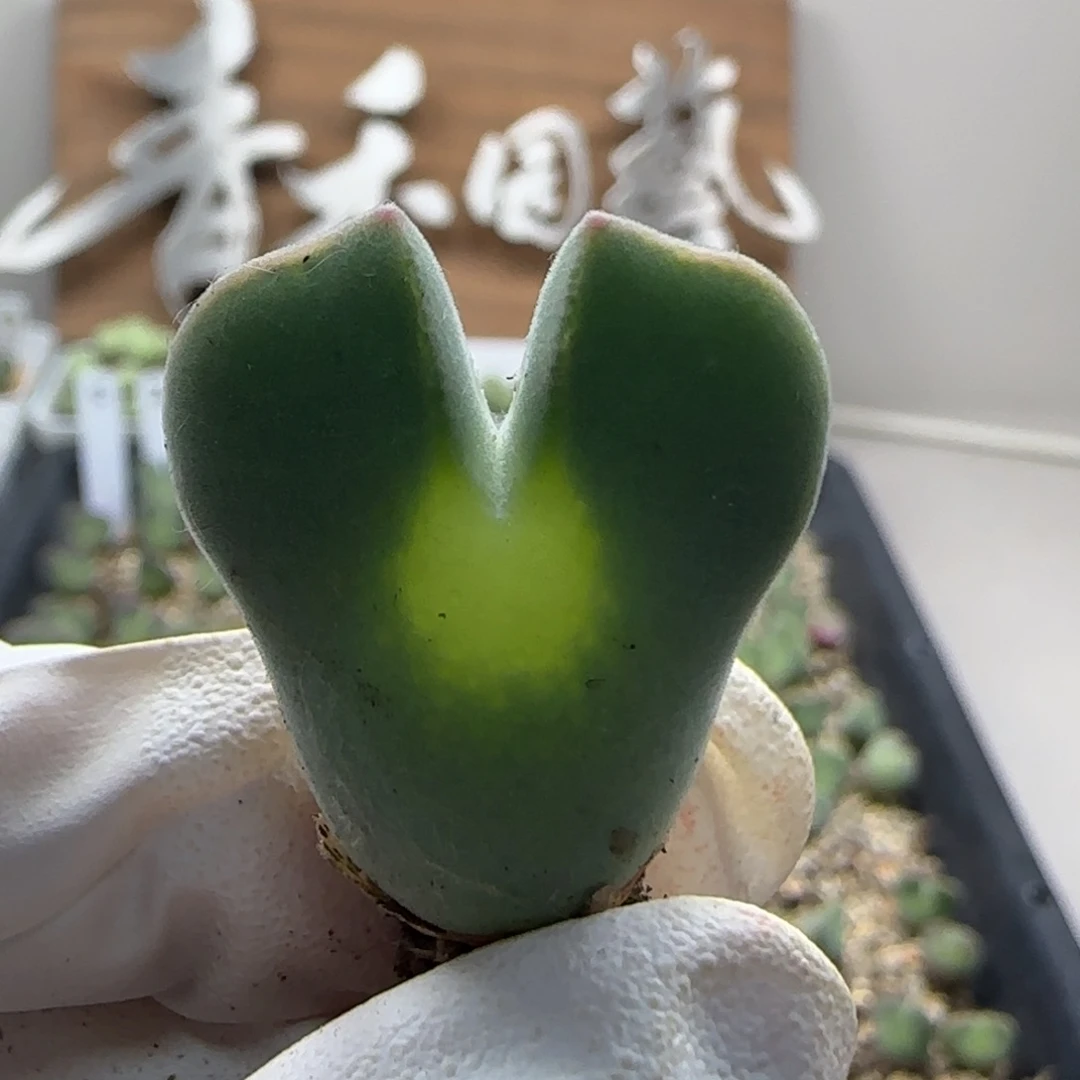 10-9-142当天满38包邮3年空蝉2.4cm脱土