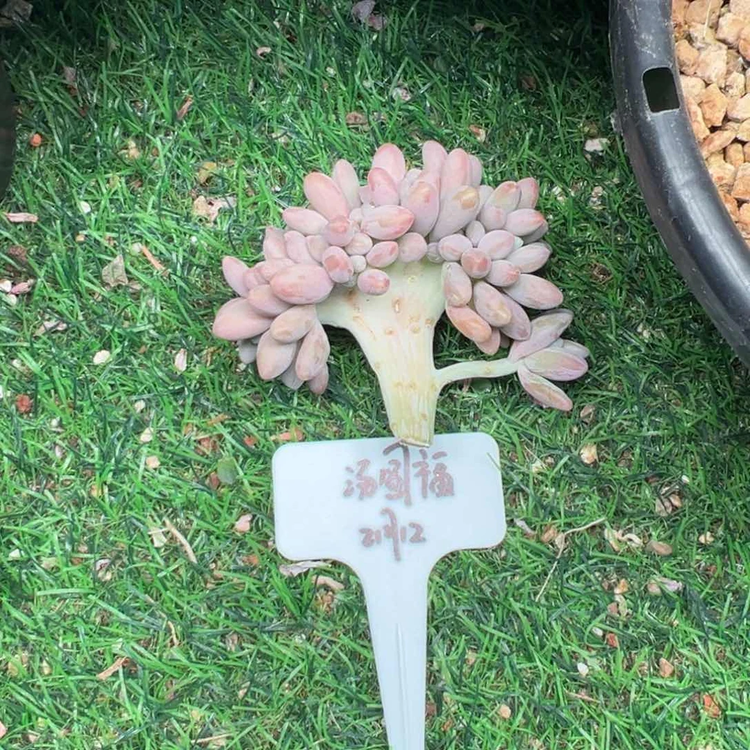 一物一拍，福，汤圆缀