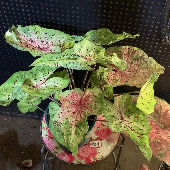 不****完全开放马菲特85