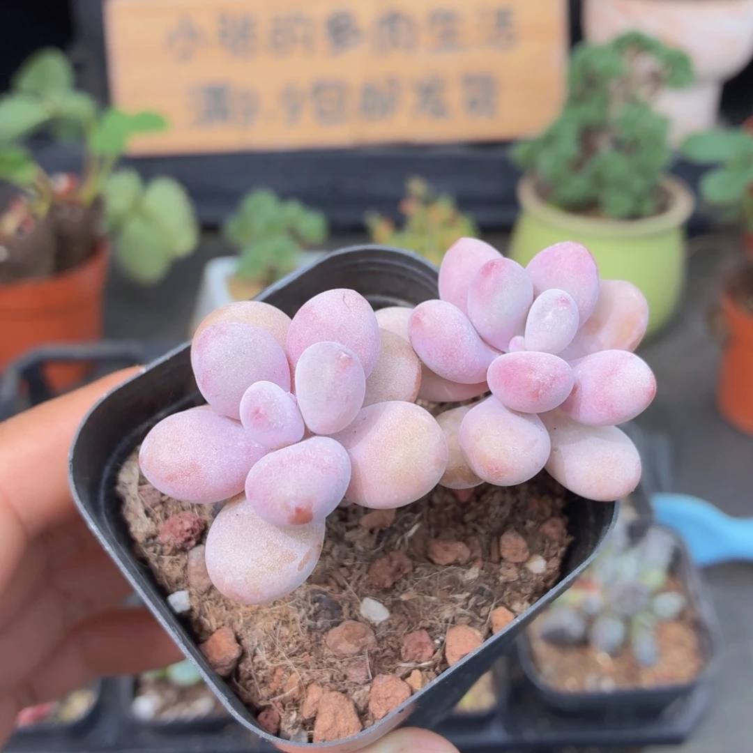 双头桃蛋多肉9.9包邮发货