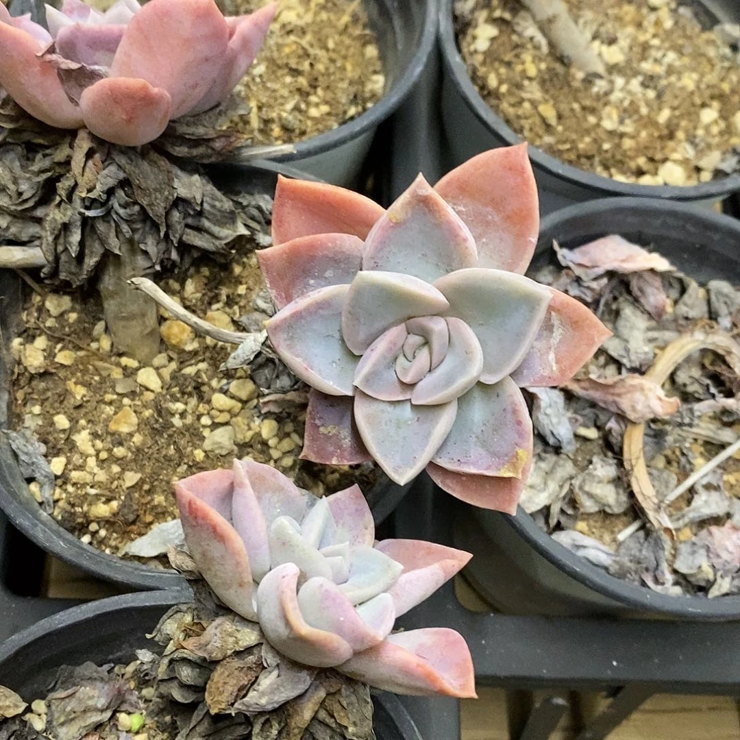 86。哈利沃森。单双混发