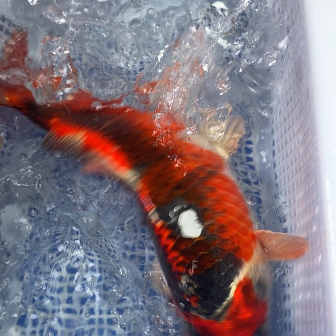 锦鲤冷水锦鲤包邮