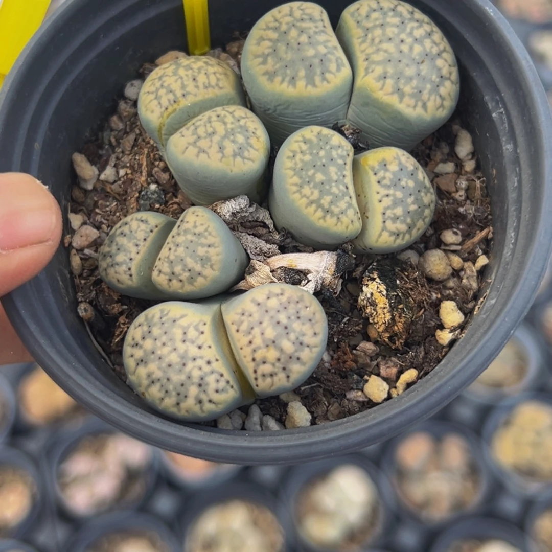 531 生石花大群生大群生