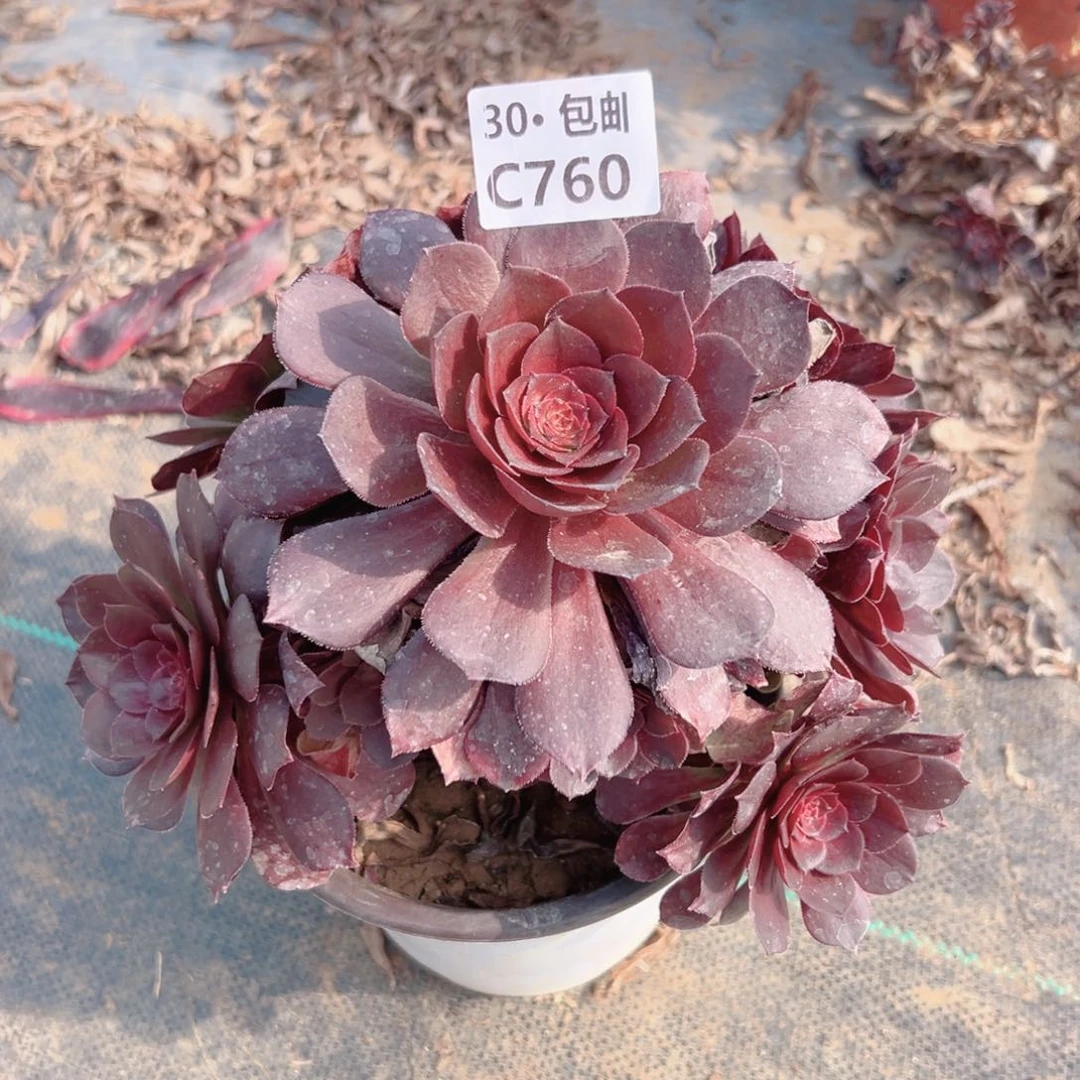 ?760 变异多肉法师