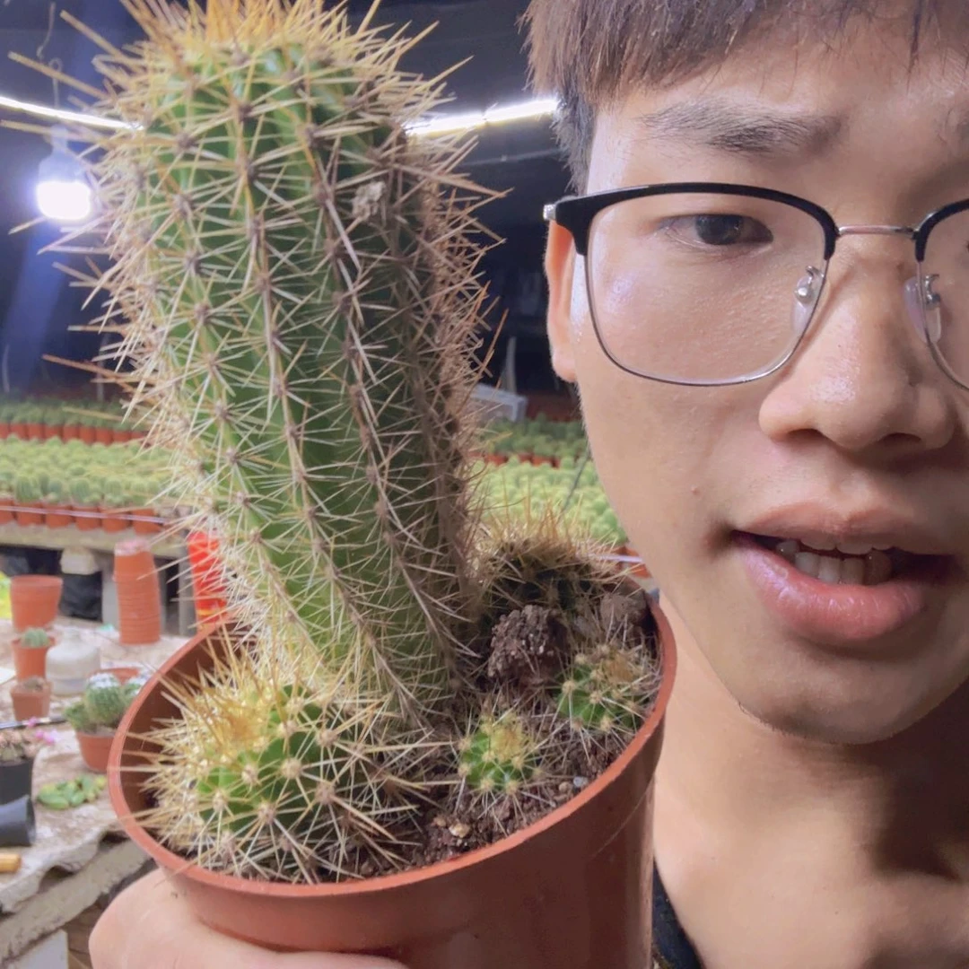 无花朵荣耀毛花柱实生根不包高度不包仔