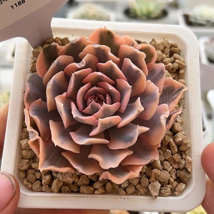 1188号利比里亚锦多肉